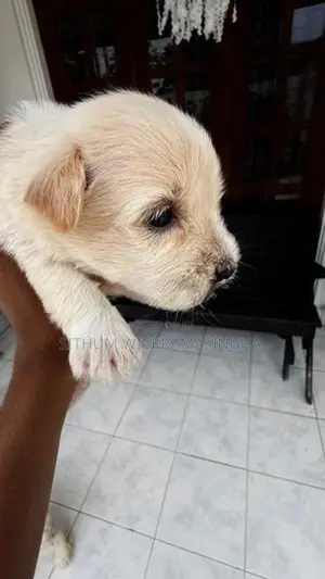 Terrier puppies
