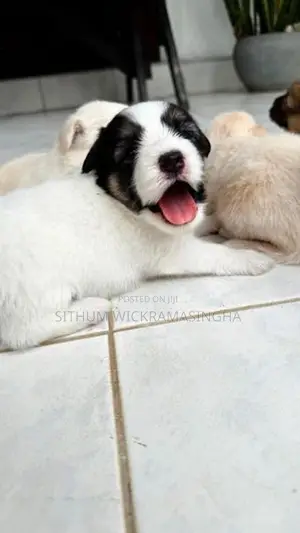 Terrier puppies