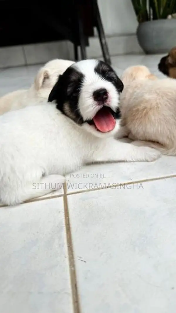 Terrier puppies