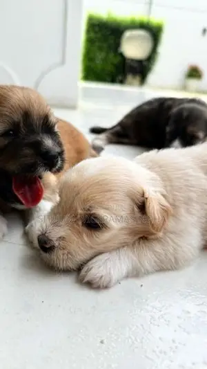 Terrier puppies