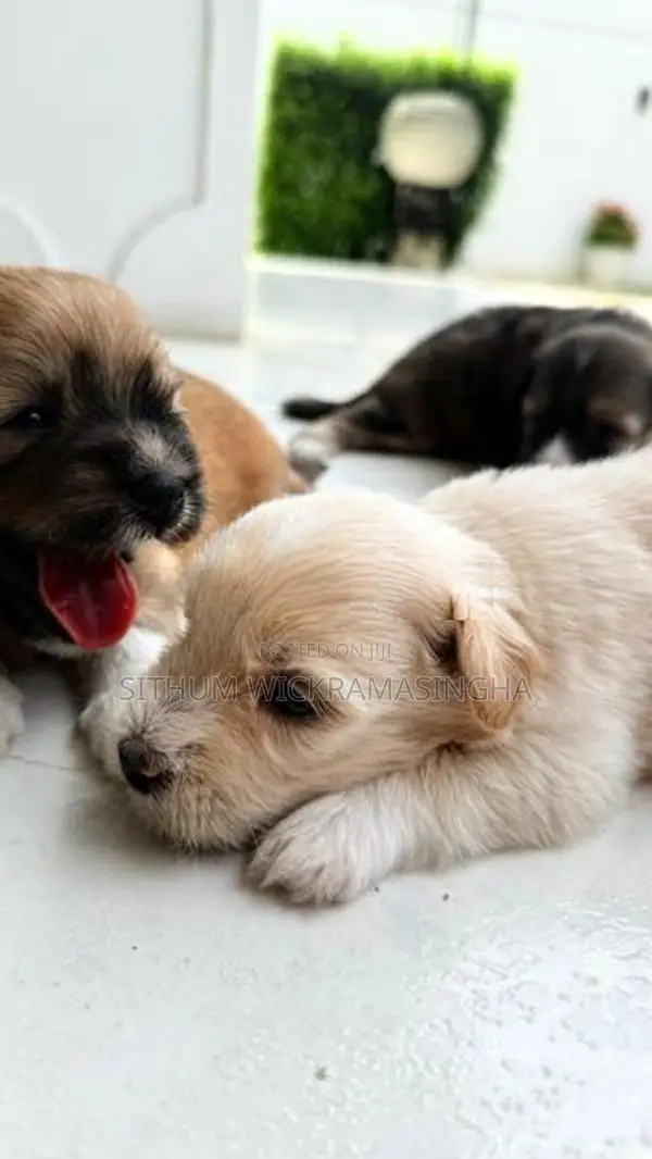 Terrier puppies