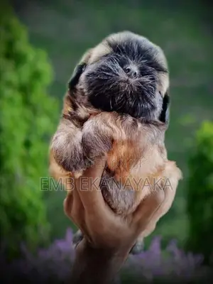 Shih Tzu Puppies