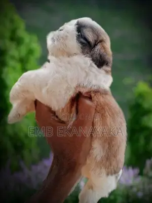 Shih Tzu Puppies