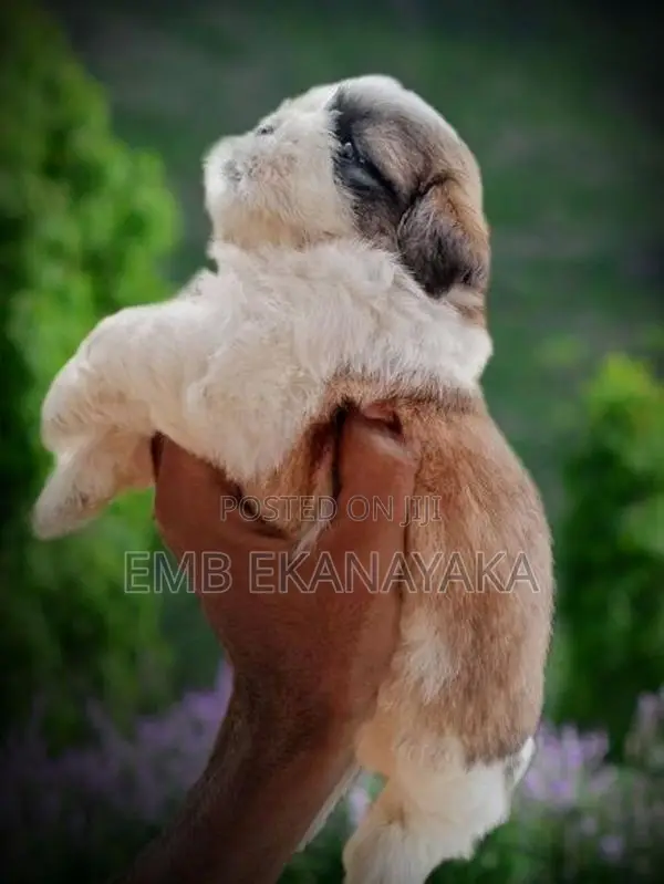 Shih Tzu Puppies