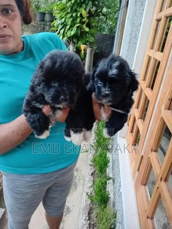 Shih Tzu Puppies