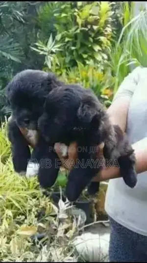 Shih Tzu Puppies