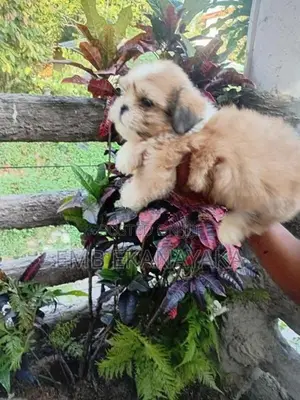 Shih Tzu Puppies