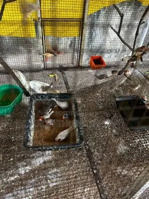 Finches Bird
