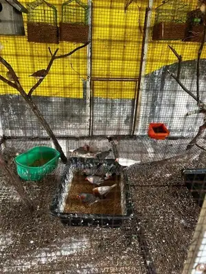 Finches Bird