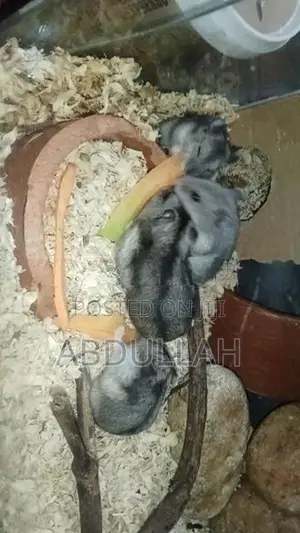 Dwarf Hamster