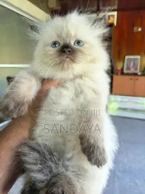 Himalayan Kitten