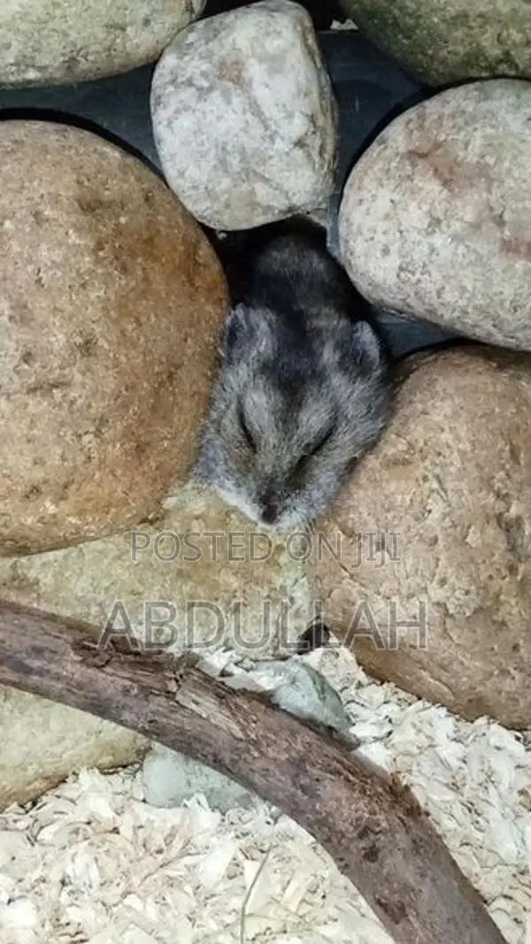 Dwarf Hamster