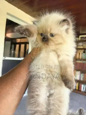 Himalayan Kitten
