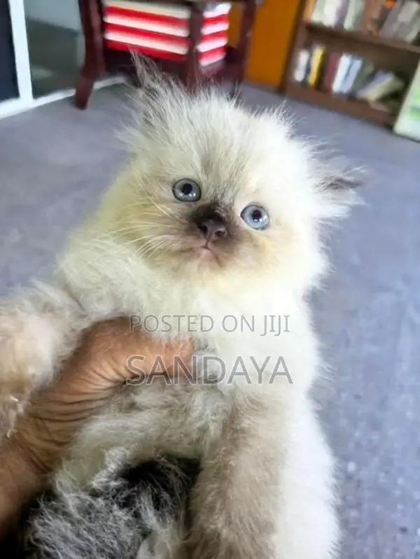 Himalayan Kitten