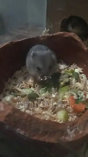 Dwarf Hamster