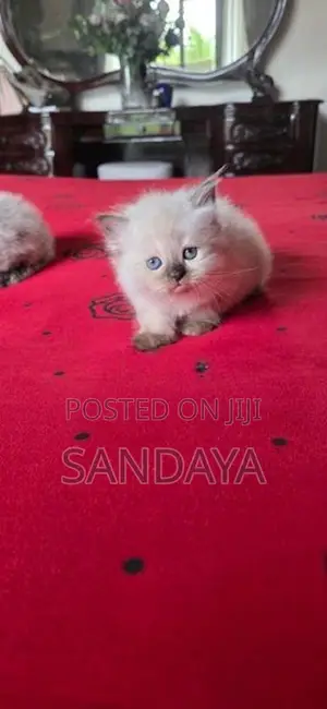 Himalayan Kitten