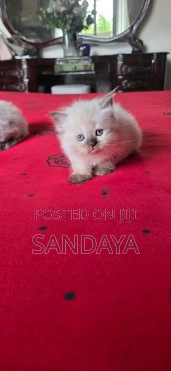 Himalayan Kitten
