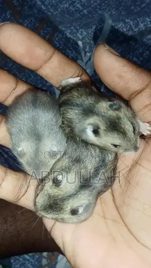Dwarf Hamster
