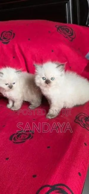 Himalayan Kitten
