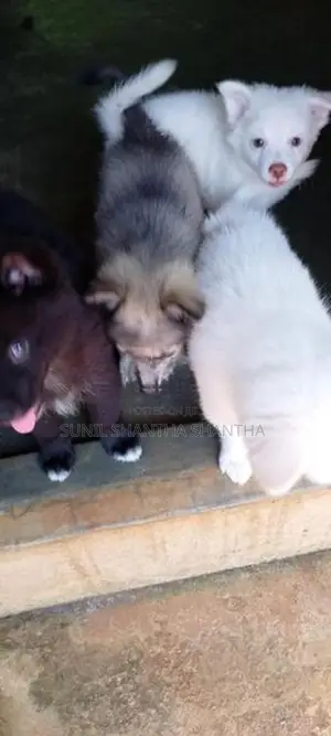 Lion Pomeranian Puppies