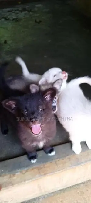 Lion Pomeranian Puppies