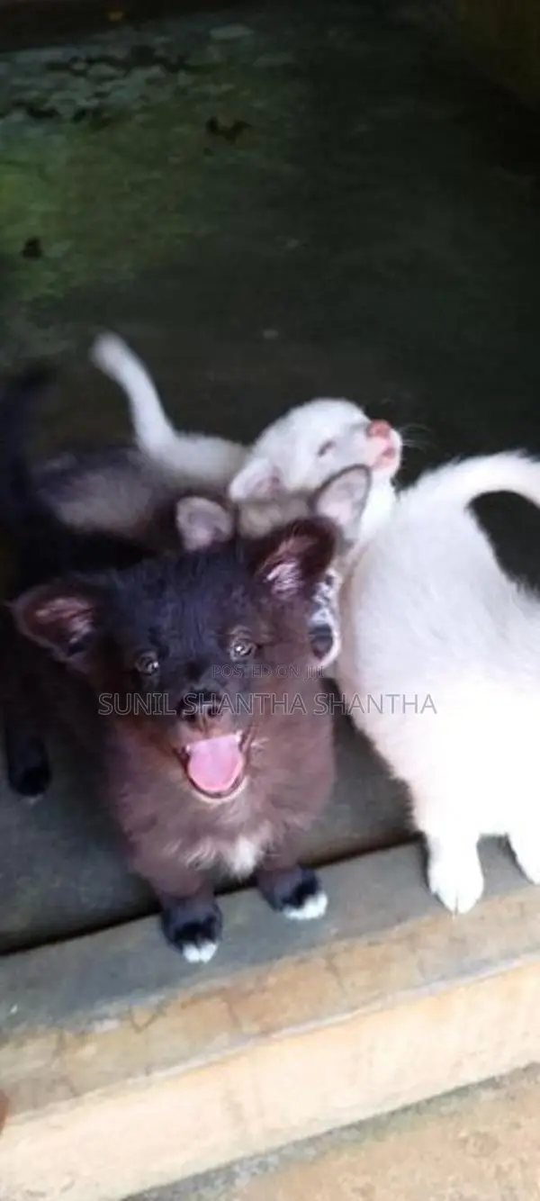 Lion Pomeranian Puppies
