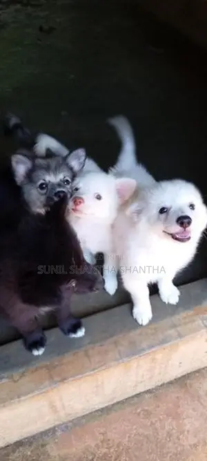 Lion Pomeranian Puppies