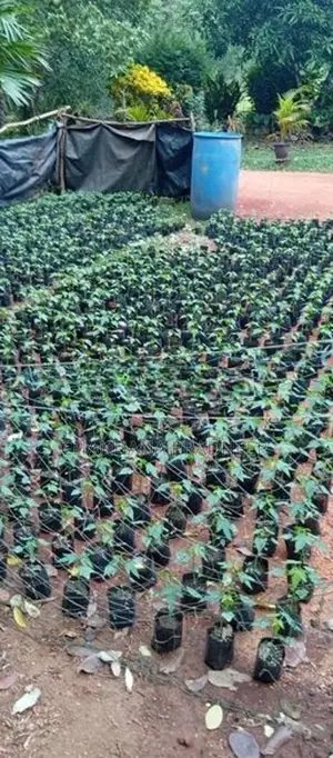 Tanin ගස්ලබු පැල