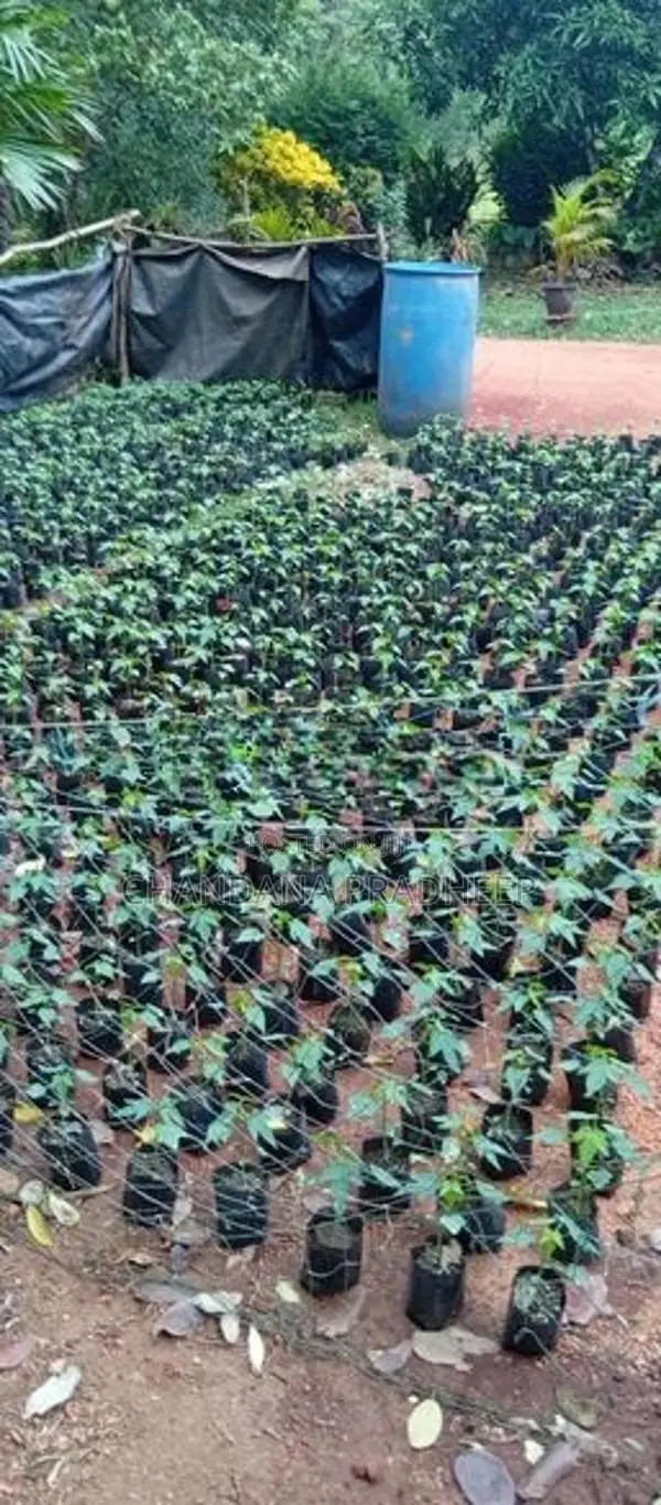 Tanin ගස්ලබු පැල