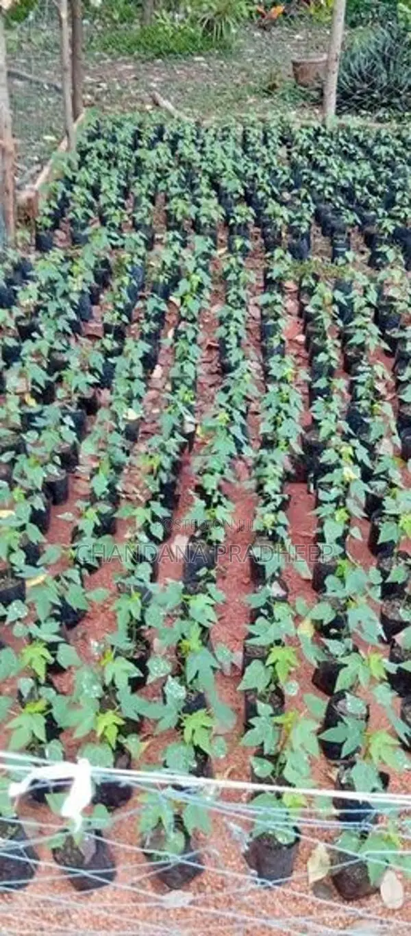 Tanin ගස්ලබු පැල