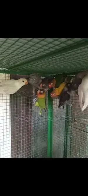 Afican Love Bird
