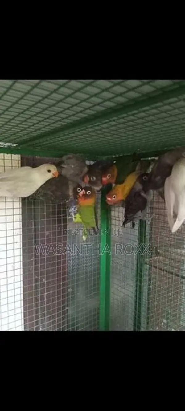 Afican Love Bird