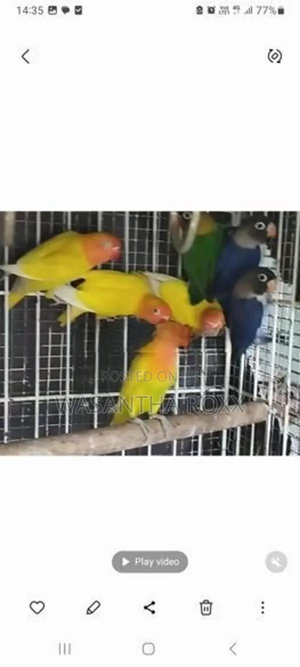 Afican Love Bird