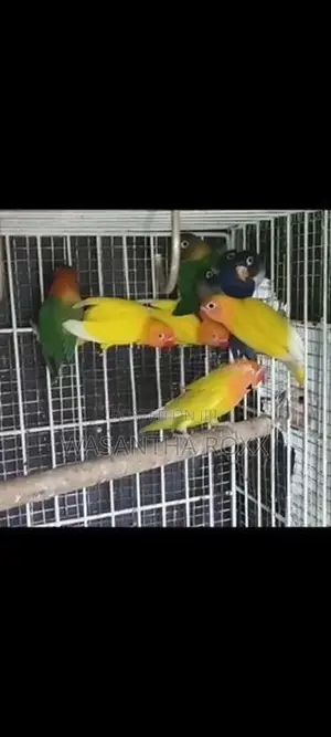 Afican Love Bird