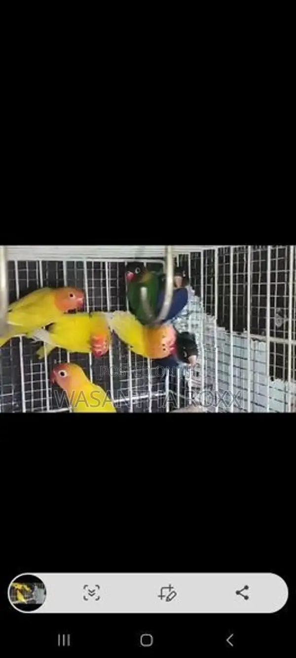 Afican Love Bird