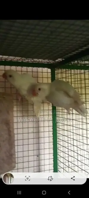 Afican Love Bird
