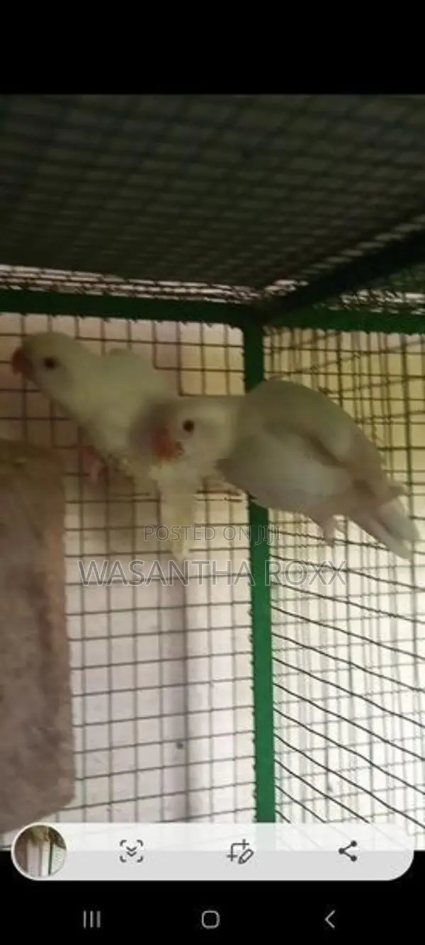 Afican Love Bird