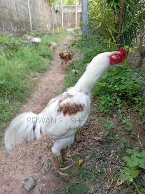 Kukulan Kiliyan