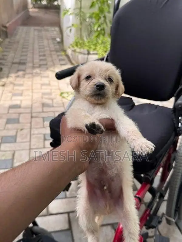 Pomaneriyan Puppies