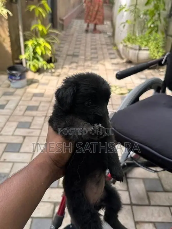Pomaneriyan Puppies