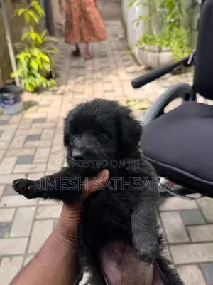 Pomaneriyan Puppies