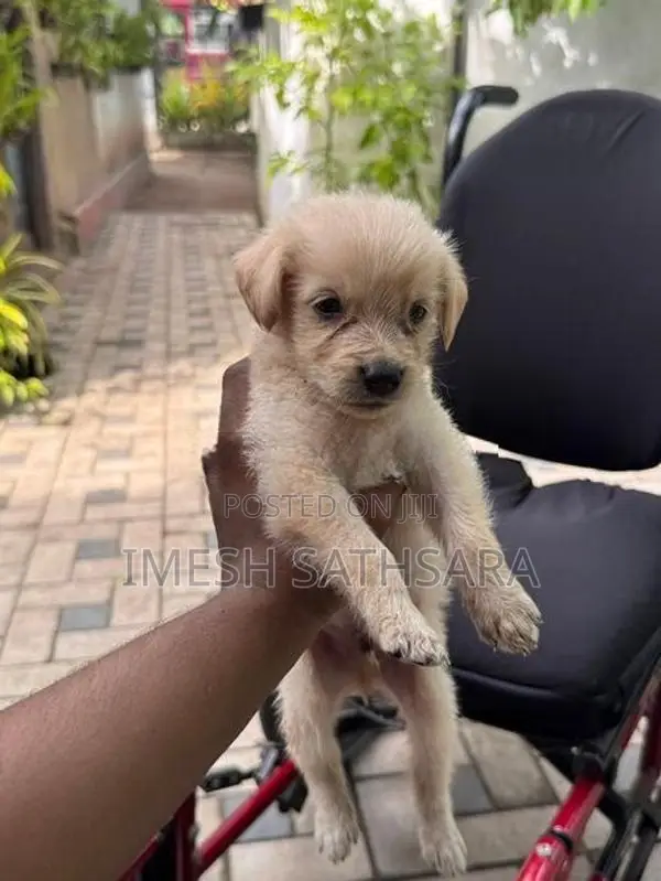 Pomaneriyan Puppies