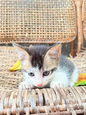 Perison Mixed Kittens