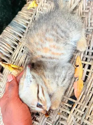 Persian mixed crose kittens