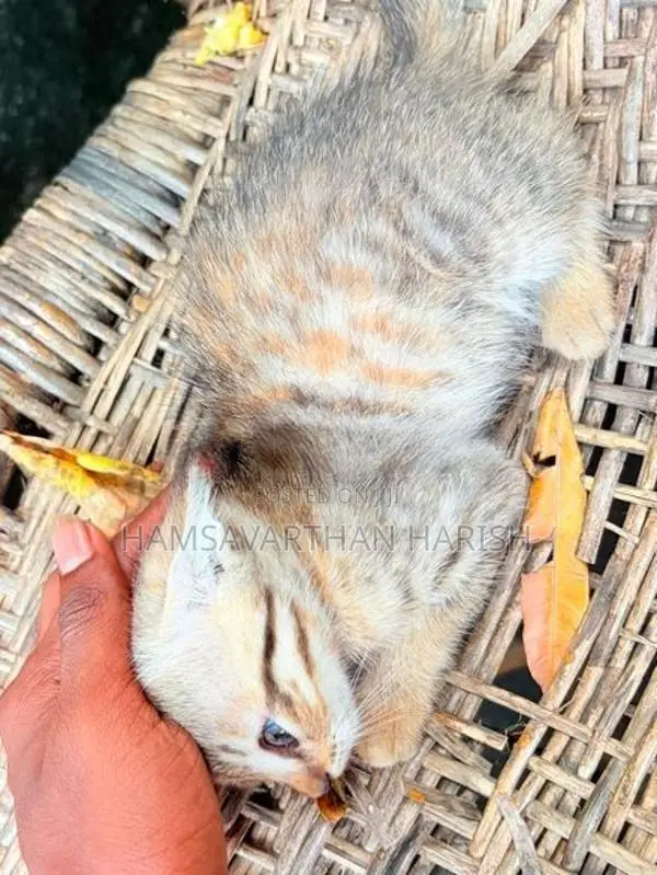Persian mixed crose kittens