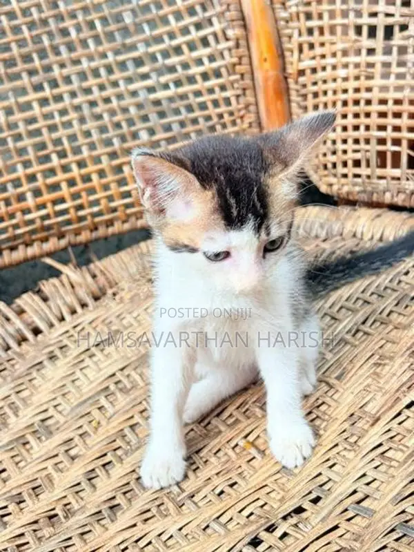 Perison Mixed Kittens