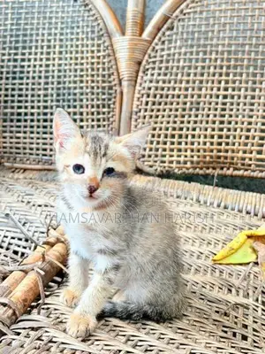 Persian mixed crose kittens