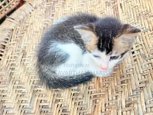 Perison Mixed Kittens