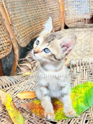 Persian mixed crose kittens