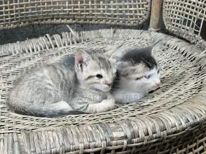 Perison Mixed Kittens